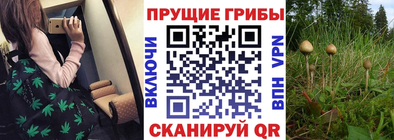 Галлюциногенные грибы Psilocybe  Купить где  Ялта 